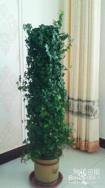 他养的花长到戳屋顶,咋养的