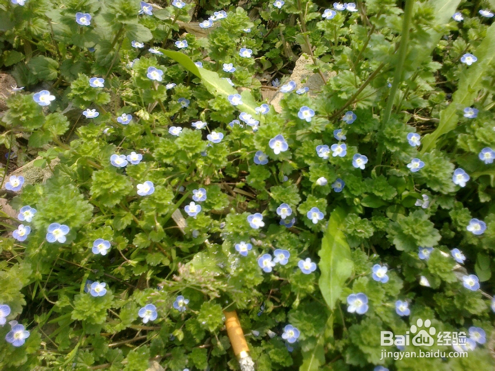 蒸美味牛奶鸡蛋羹