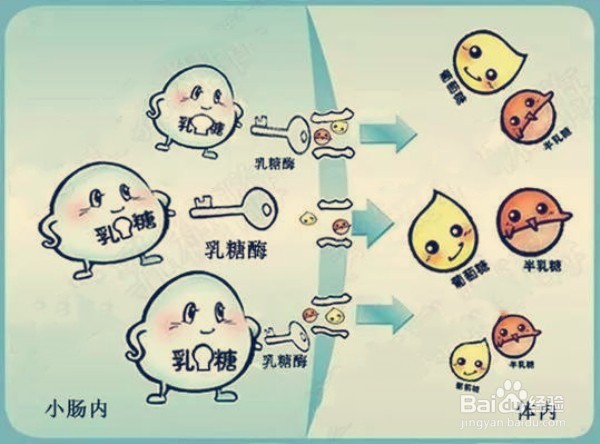 如何选择适合宝宝的乳糖不耐受产品