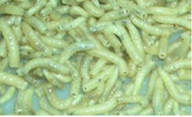 (二)水库垂钓技巧之饵料搭配与饵料制作