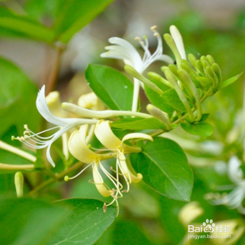 金银花施肥要注意哪些？