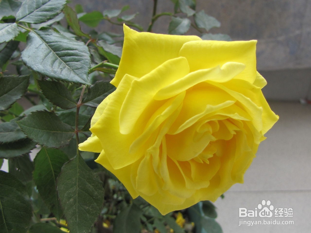 怎么给恋人送花？