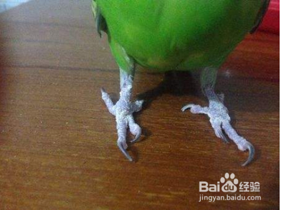 虎皮鹦鹉的脚流血了止不住怎么办