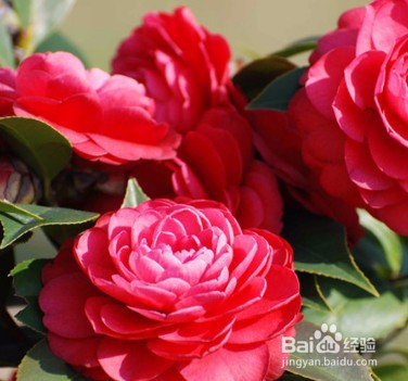 红山茶花的养殖方法和注意事项