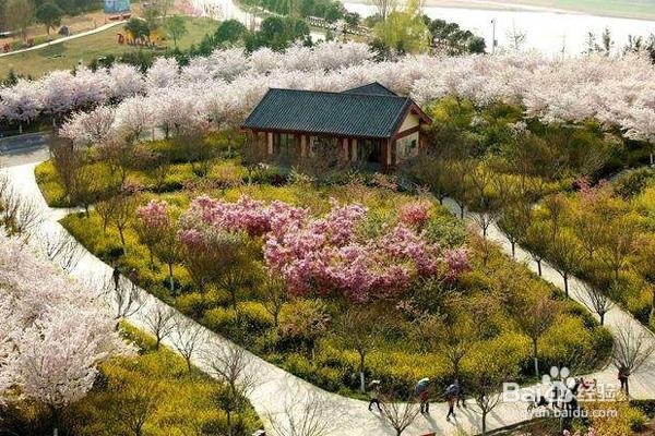 古柏渡丰乐樱花园攻略