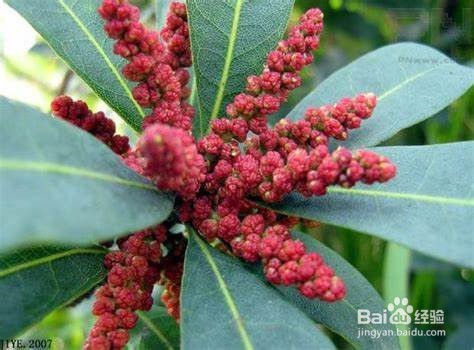 杨梅树怎么分公母