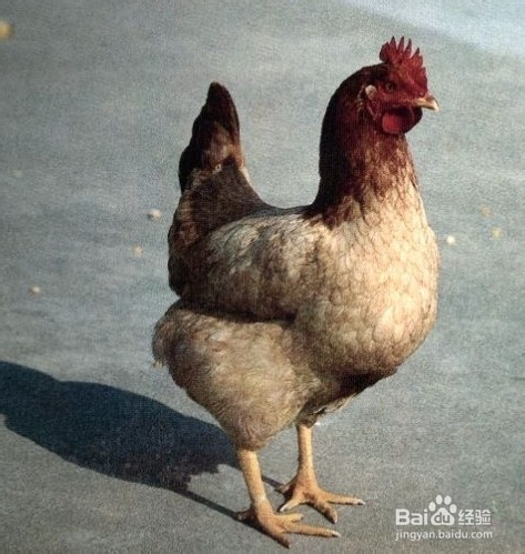 鸡有哪些营养价值