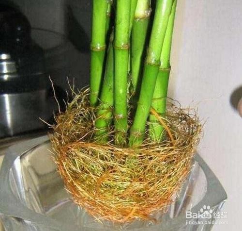 水培富贵竹怎么生根快