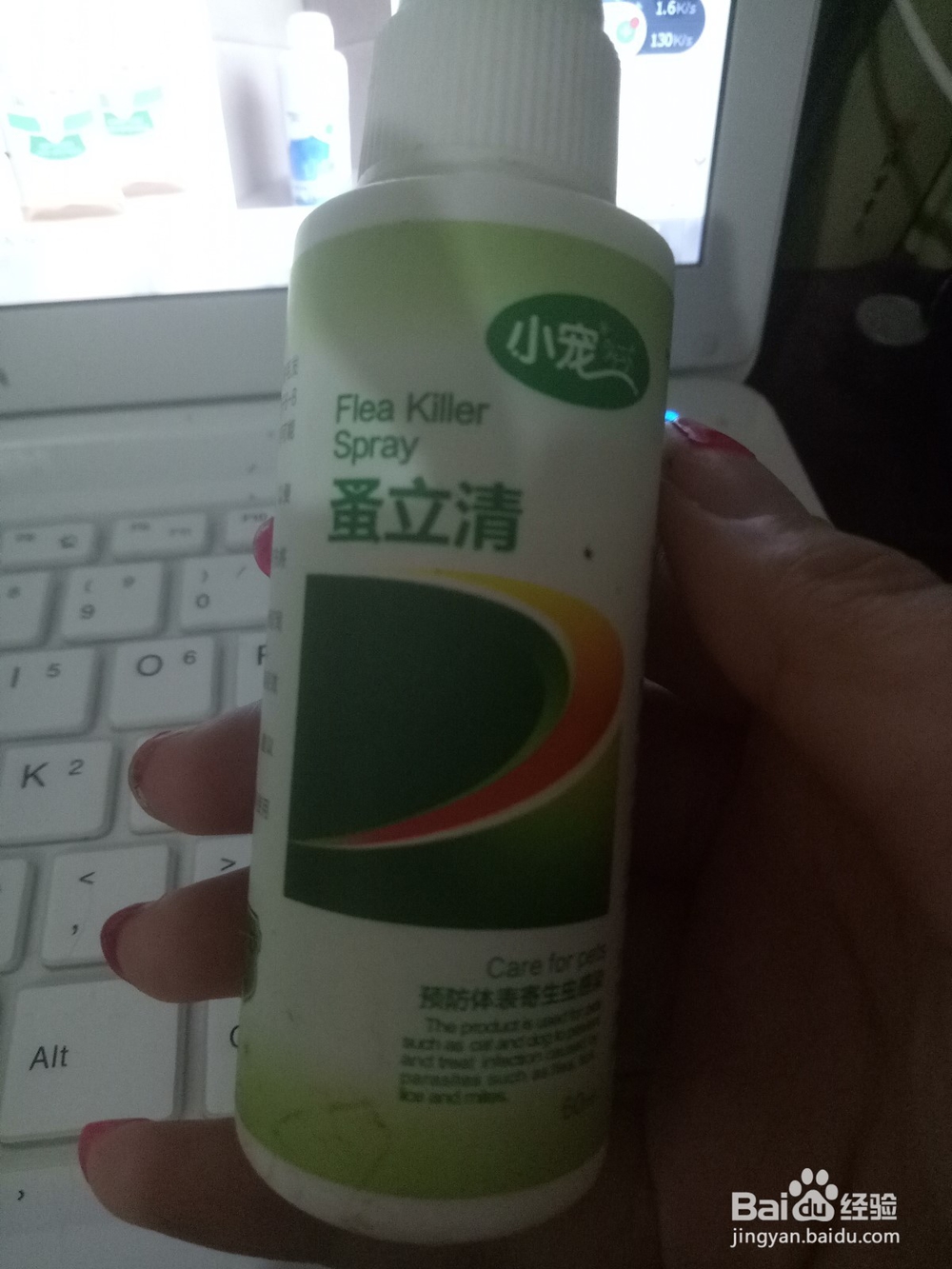 如何成功的养一只猫