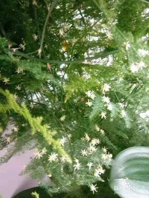 “病菌”不喜欢的“2种花”，养1盆有利于健康！