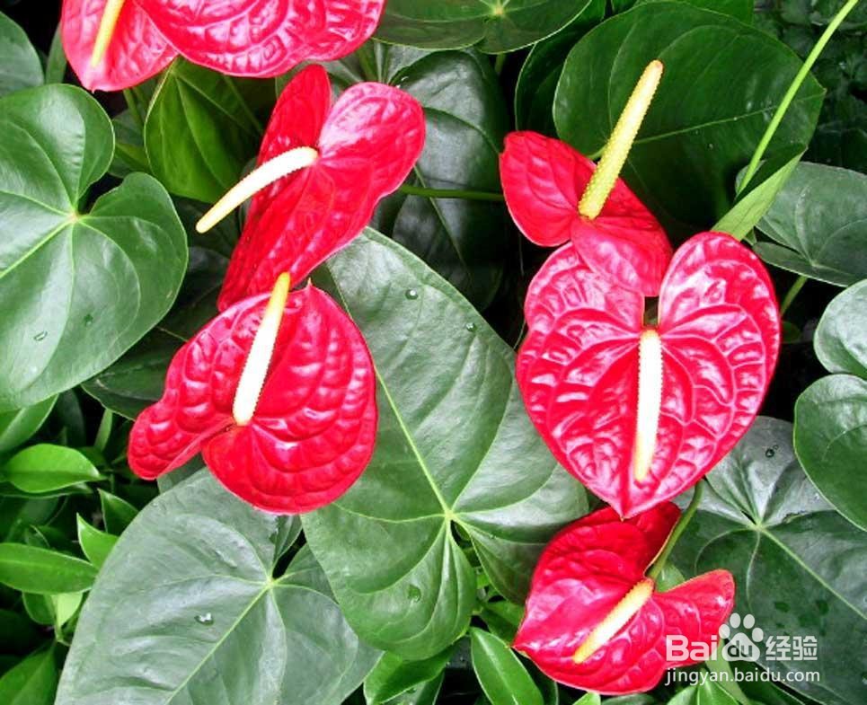 红掌叶子发黑怎么补救冬天