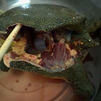 甲鱼汤的家常做法