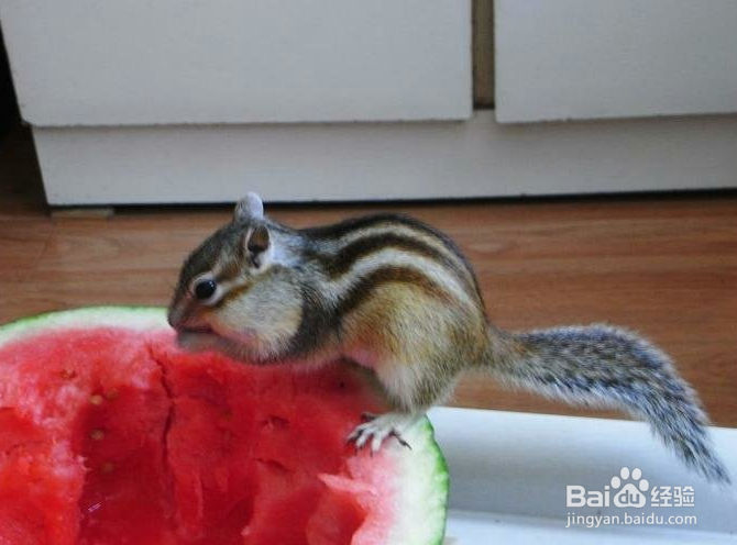 指南金花松鼠饲养