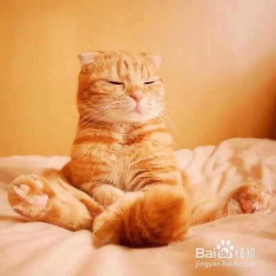 橘猫生气了想离家出走怎么办