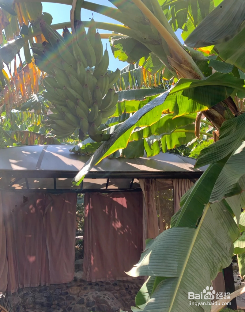 云南·永胜,最佳热带芭蕉树下的冬天温泉