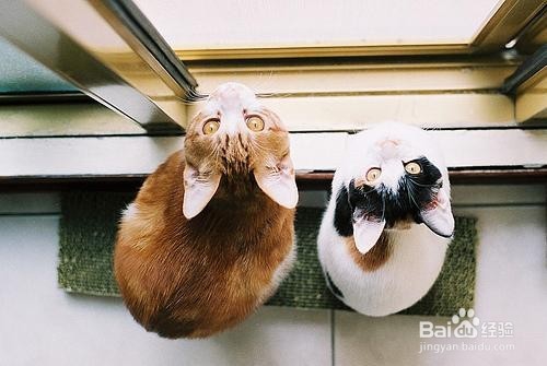 发芽的土豆能吃吗