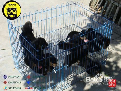 罗威纳护食的调教