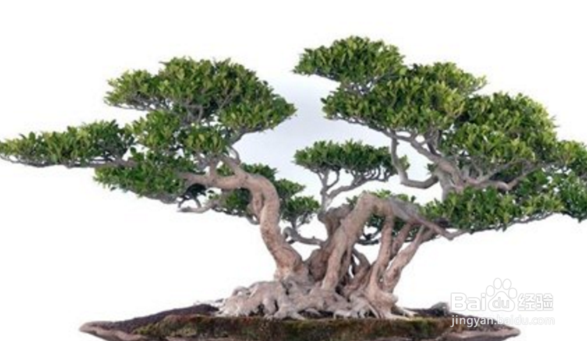 榕树冬天怎么养