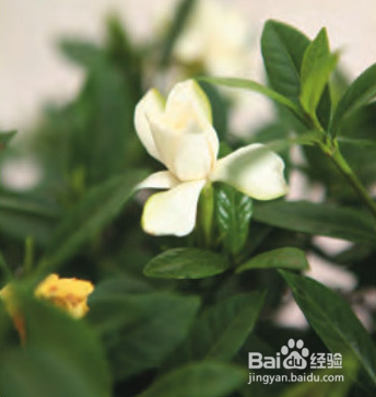 栀子花 清热凉血驻颜良方
