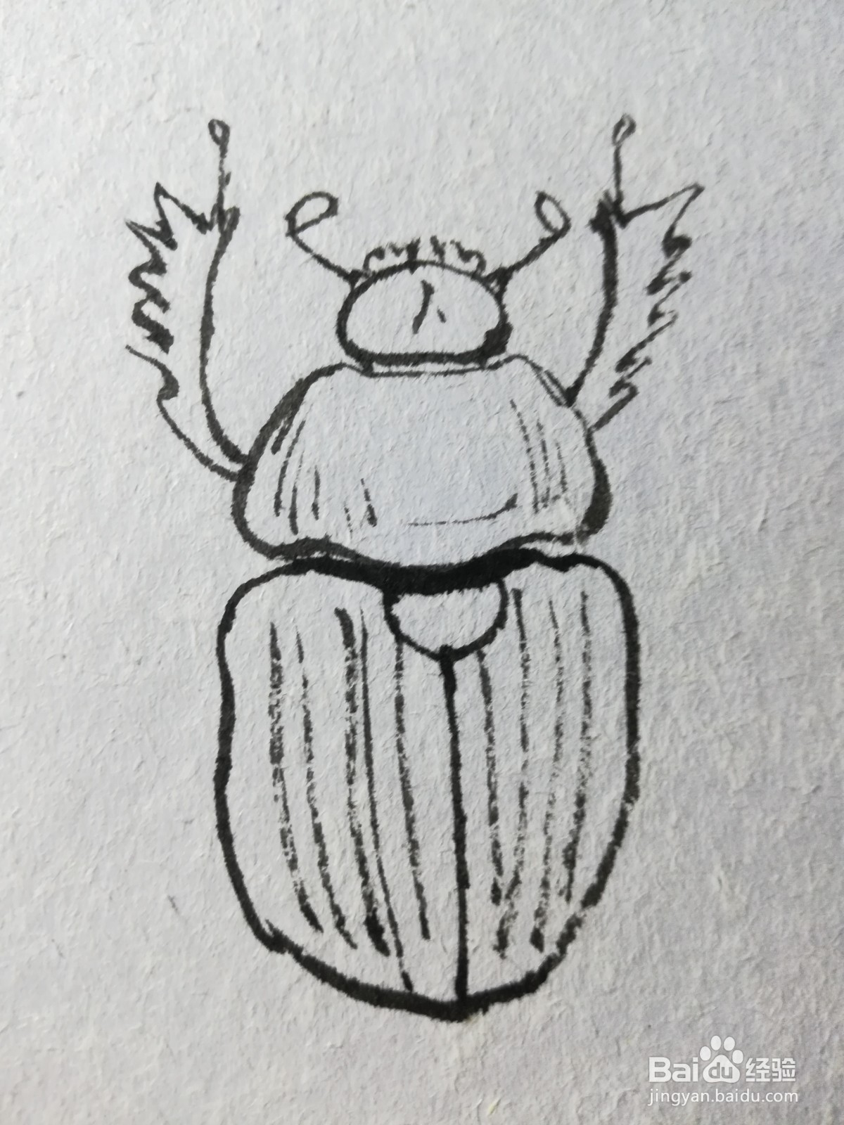 蜣螂简笔画手绘图片