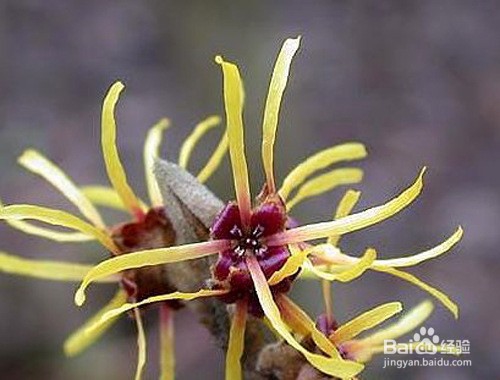 金缕梅的开花时间