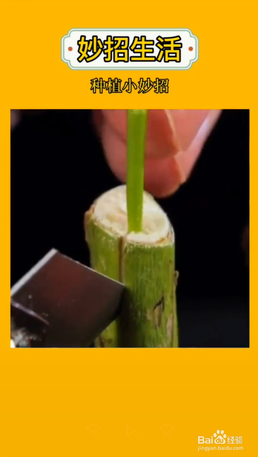 盆栽嫁接小妙招