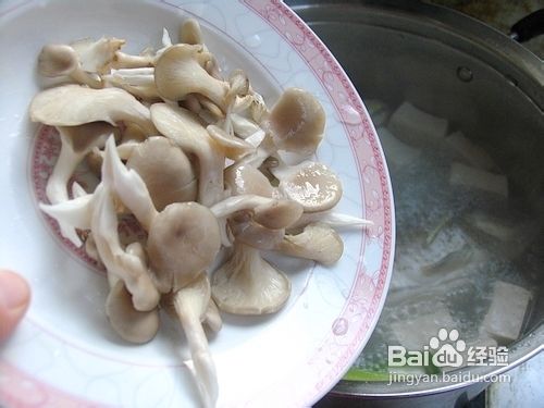 简简单单的奶白色营养汤——鲫鱼蘑菇汤