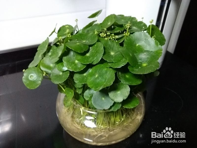 水培铜钱草长的不好怎么办