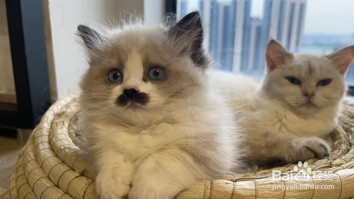 新手如何养幼猫，幼猫成长期宠主需要做什么？