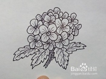 线描画：绣球花