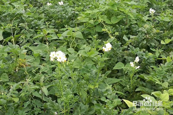 泸沽湖不跟团怎么玩