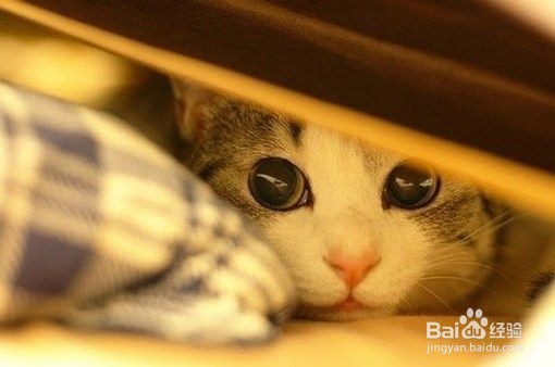 【医疗篇】猫用疫苗的种类和选择方法