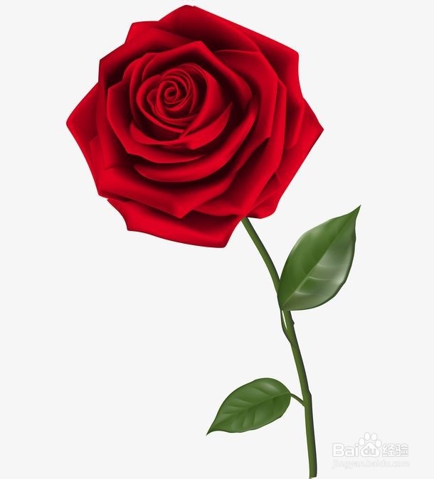 养好玫瑰花的方法