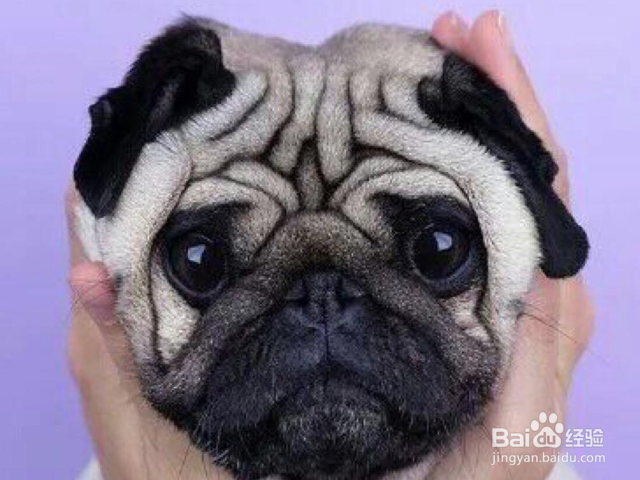 怎样根据狗狗的天性进行训练？