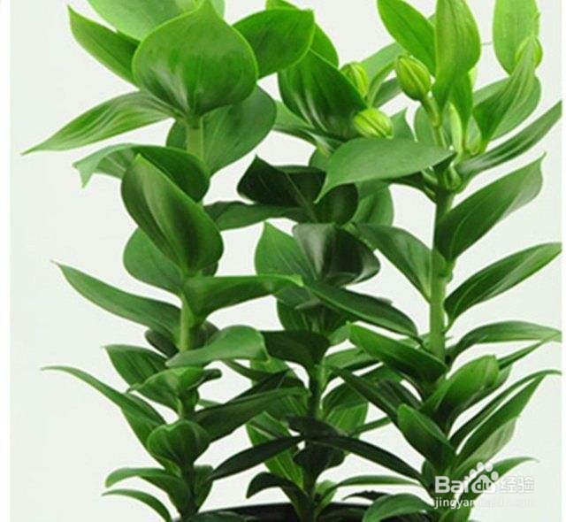 长寿花生虫子了怎么治