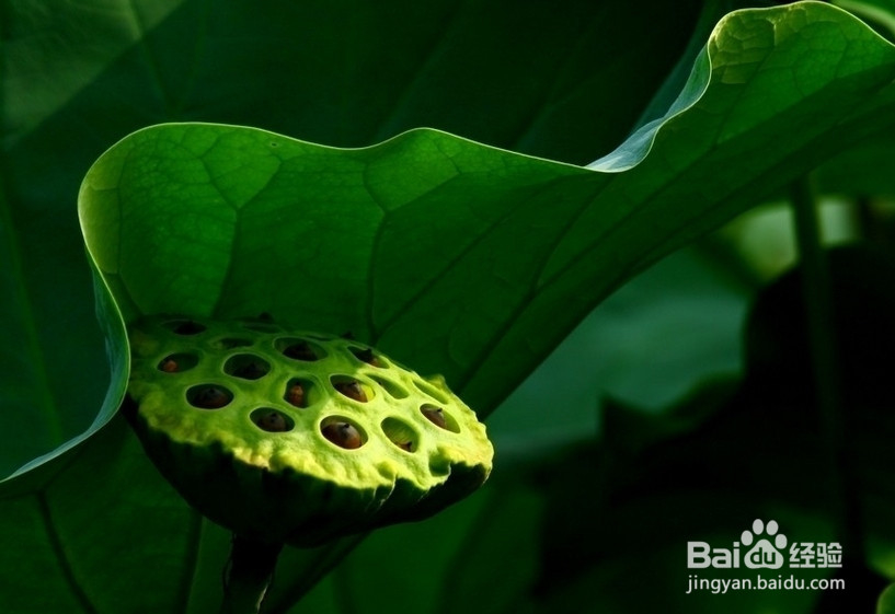 惊蛰养生要静心之莲子松仁玉米