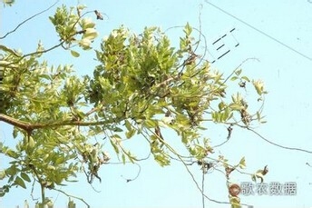 有效防治枣疯病