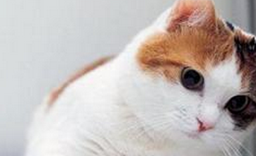 养猫应该注意点什么？