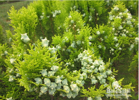 不能放于室内的植物有哪些?