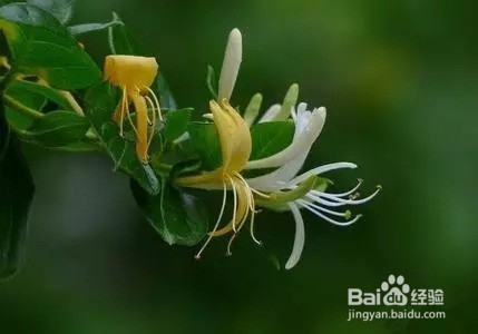 金银花烘干机的生产效果金银花热泵烘干机的应用