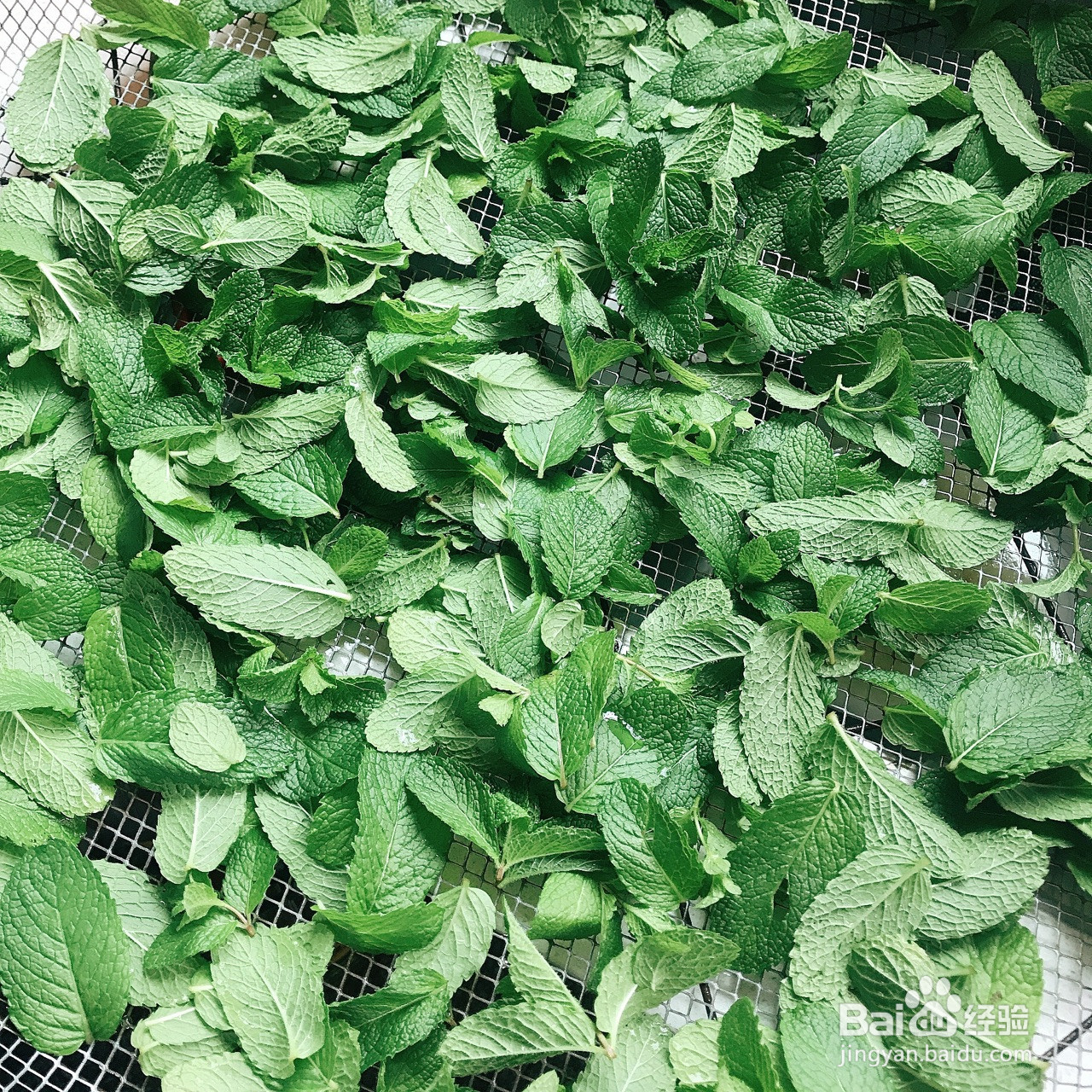 自制薄荷膏驱蚊止痒神器的做法
