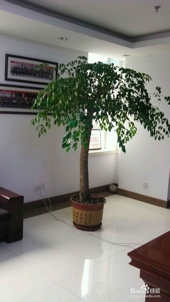 幸福树的正确养殖方法