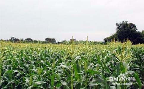 玉米夏播技术