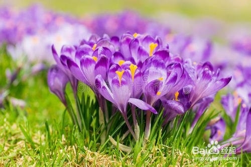 番红花种球种植方法