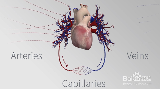 如何预防和治疗心脑血管疾病