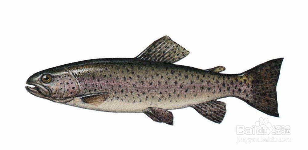 如何防治鱼维生素缺乏症