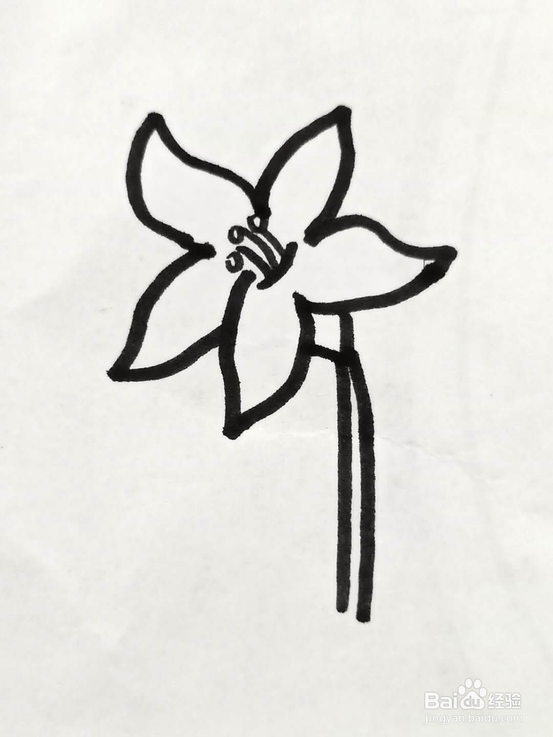怎样画百合花