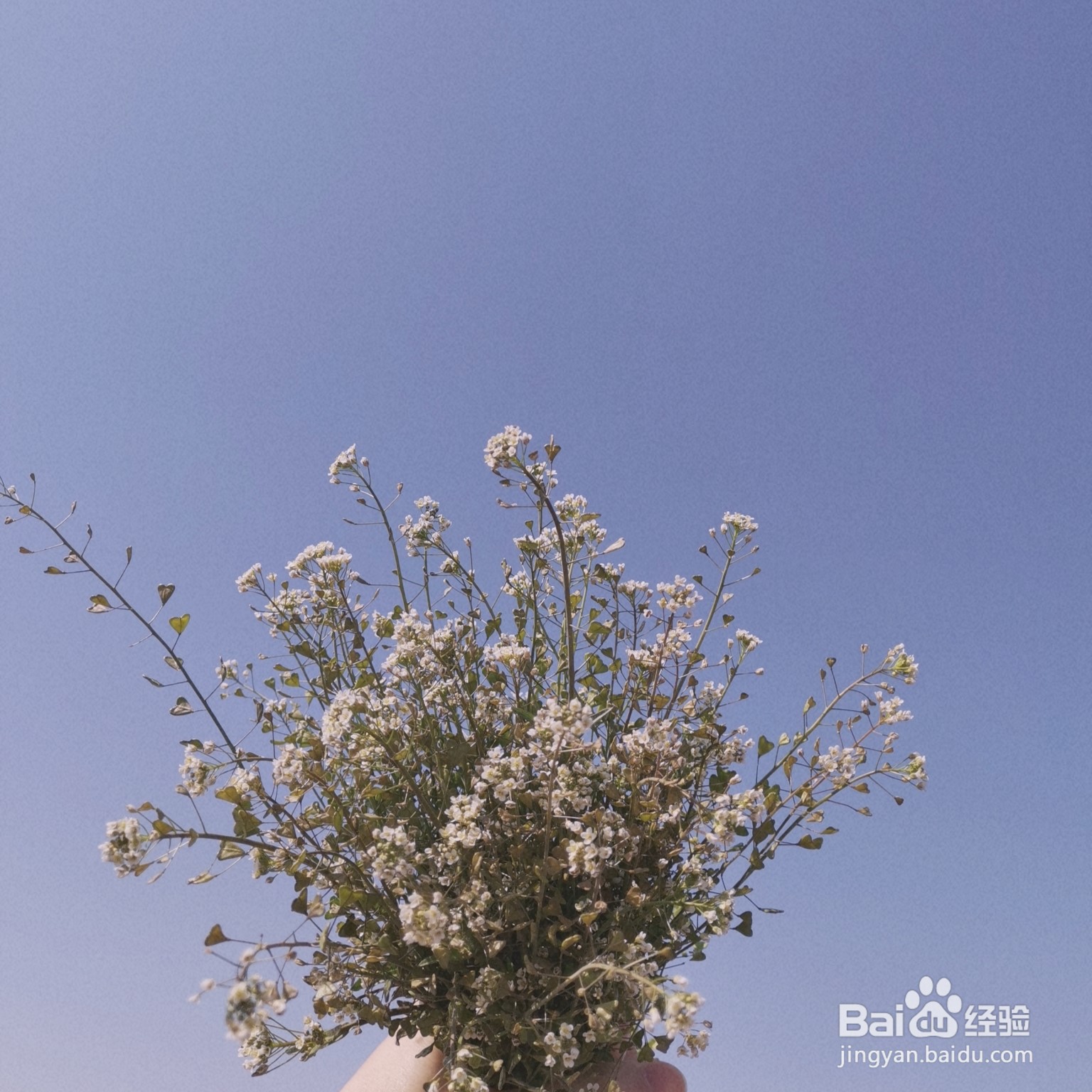 拍出好看的花朵