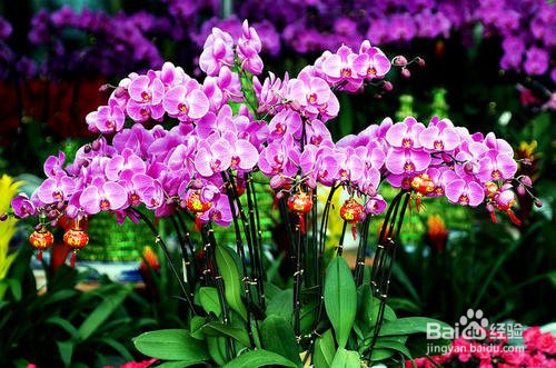 水苔养蝴蝶兰的方法