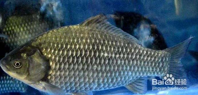 鲫鱼在家如何长期喂养